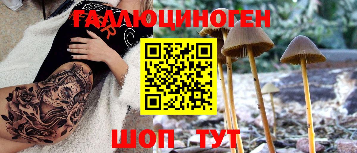 Галлюциногенные грибы Psilocybe Сосновоборск